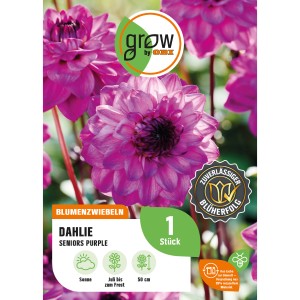 GROW by OBI Dahlie Seniors Purple, lila Blüte, ca. 50cm hoch. Blumenzwiebel für Beet und Topf.