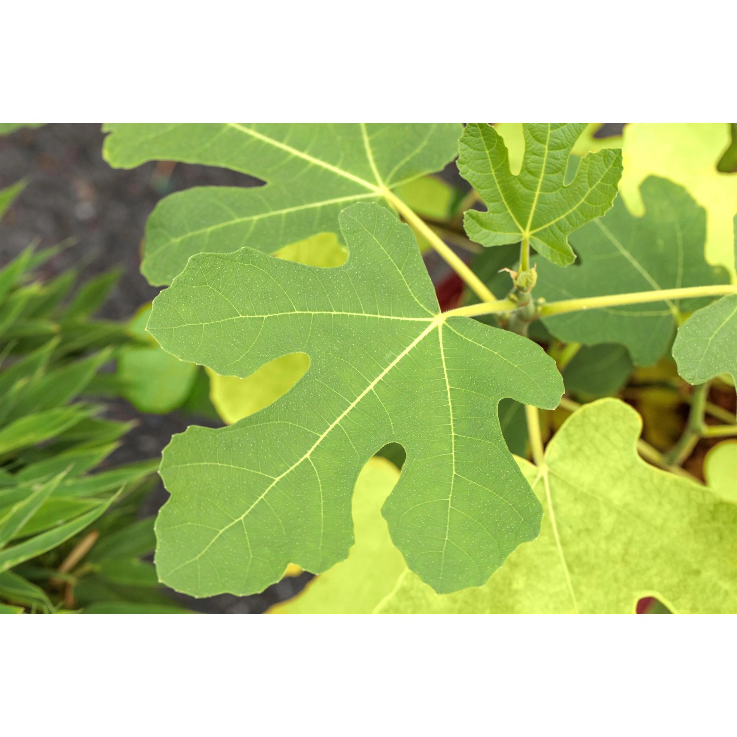 Nahaufnahme eines grünen Feigenblatt des GROW by OBI Feigen Busch Firoma.