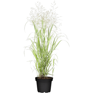 Garten-Ruten-Hirse "Heavy Metal" Topf-Ø ca. 23 cm Panicum