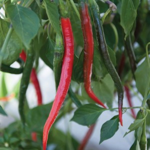 Blu Chili Joes Long, eine Fruchtgemüse-Pflanze mit roten und grünen, langen Chili-Schoten.