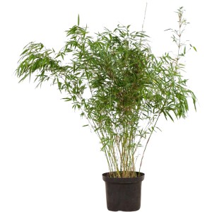 Schirmbambus 'Rufa' im Topf, 15er Set, ca. 100-125 cm hoch. Ideal als grüne Hecke für den Garten.