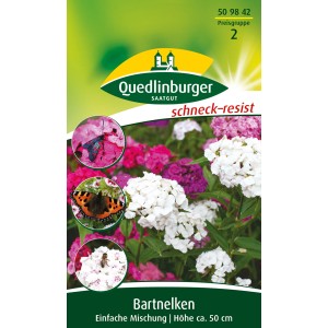 Quedlinburger Bartnelken Samen, einfache Mischung mit weißen und pinken Blüten.