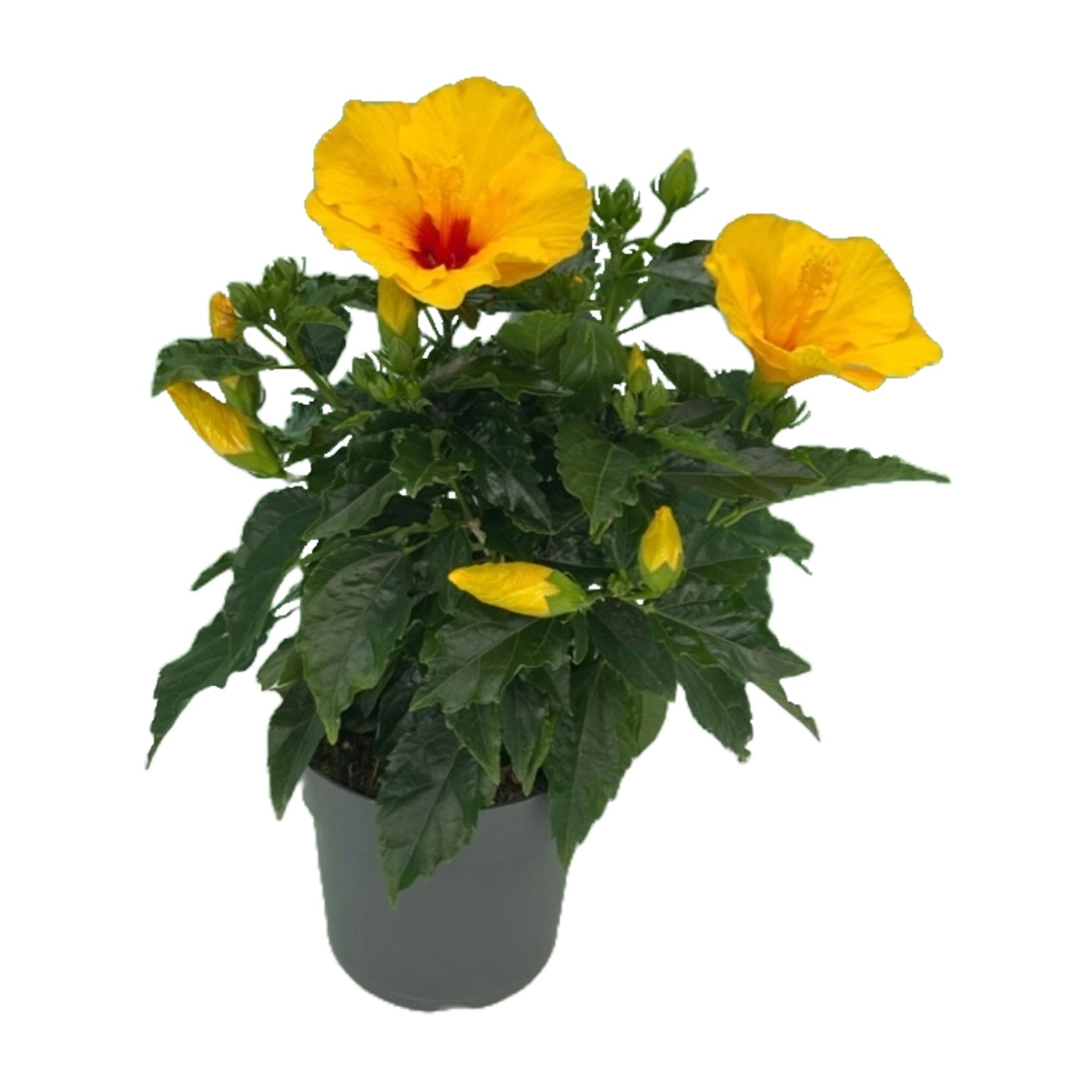 GROW by OBI Hibiskus Höhe ca. 50 cm Hibiscus rosasinensis kaufen bei OBI