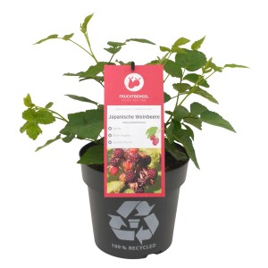 Japanische Weinbeere 'Rubus phoenicolasius' im Topf, ca. 20-30 cm hoch.
