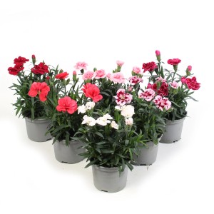 Verschiedenfarbige Garten-Nelken Oscar im Topf, ca. 15-20 cm hoch. Balkonpflanzen in Rot, Rosa, Weiß und Pink.