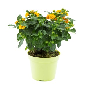 Wandelröschen Busch mit gelben Blüten im Topf, ca. 40 cm hoch.