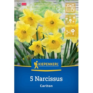 Kiepenkerl Narzissen Carlton, 5 Stück. Leuchtend gelbe, großkronige Blumenzwiebeln für den Garten.