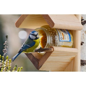 Blaumeise an Futterstelle mit Erdnussbutter. Wildvogelfutter im Glas.