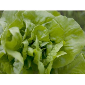 Frischer, grüner OBI Kopfsalat (Lactuca) in 10er-12er Schale, ideal zum Garnieren.