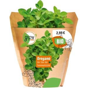 Bio Oregano (Origanum vulgare) im Topf, ein aromatisches Küchenkraut von Grow by OBI.