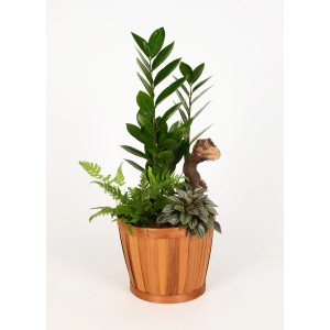 Grünpflanzen-Arrangement im Bambus-Topf mit Glücksfeder, Farn und Zwergpfeffer. Dekorative Zimmerpflanze.