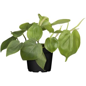 Kletternder Philodendron Scandens im Topf, grüne Zimmerpflanze mit herzförmigen Blättern.