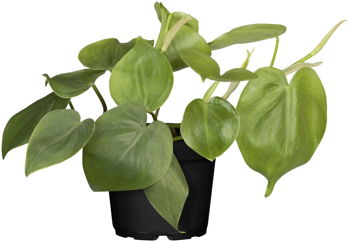 Kletternde Philodendron TopfØ ca. 13 cm Philodendron Scandens kaufen