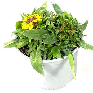 Goldlack im Topf, ca. 12 cm Ø, gelbe Blüten, grüne Blätter. Balkonpflanze.