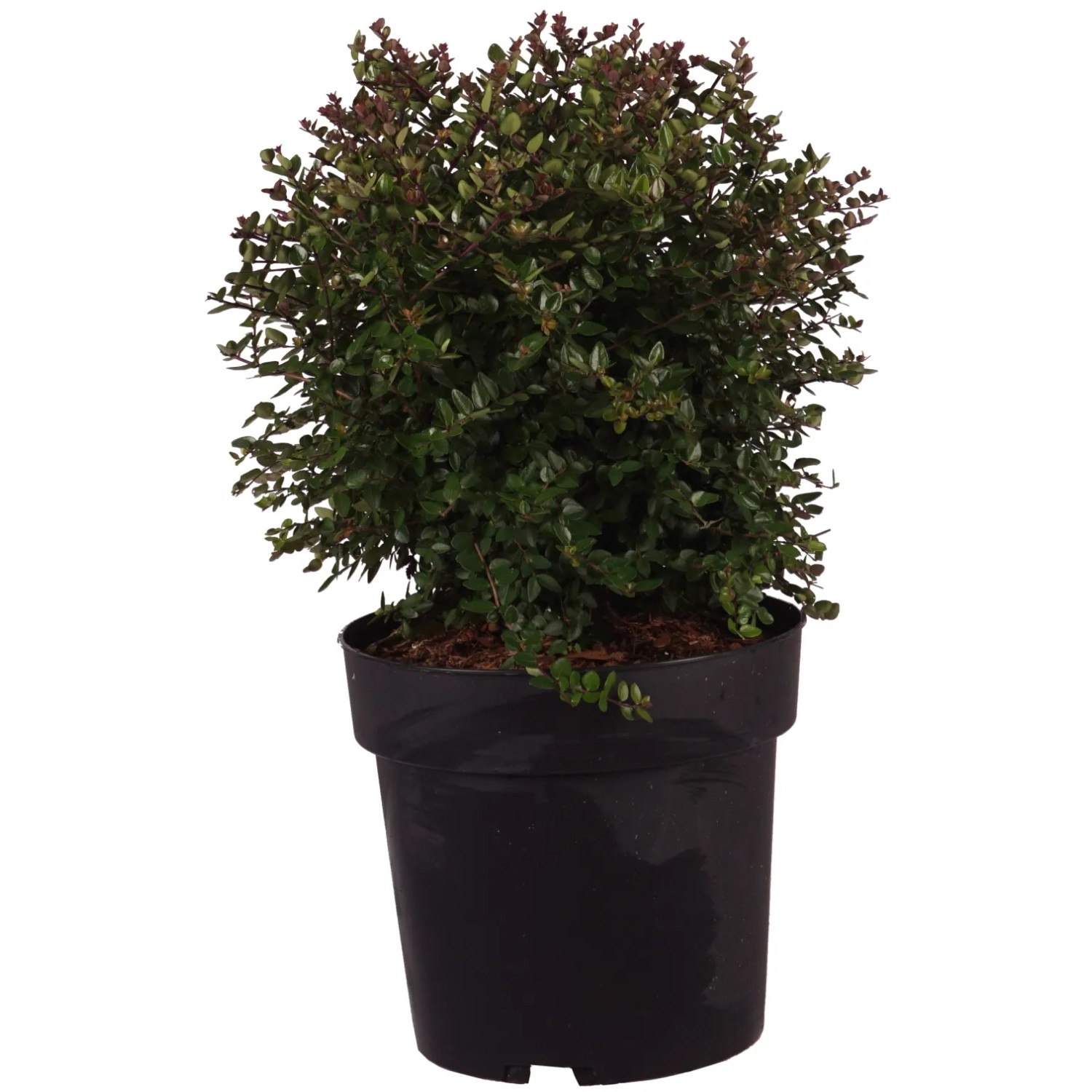 japanischer liguster pflege Japanischer Liguster - Ligustrum japonicum 'rotundifolium' main image 1