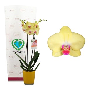 GROW by OBI Schmetterlingsorchidee Rosa im rosa Glasgefäß Topf-Ø ca. 12 cm