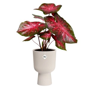 Elho Blumentopf Vibes Fold Coupe, Ø 14 cm, Leinenweiß mit Pflanze.