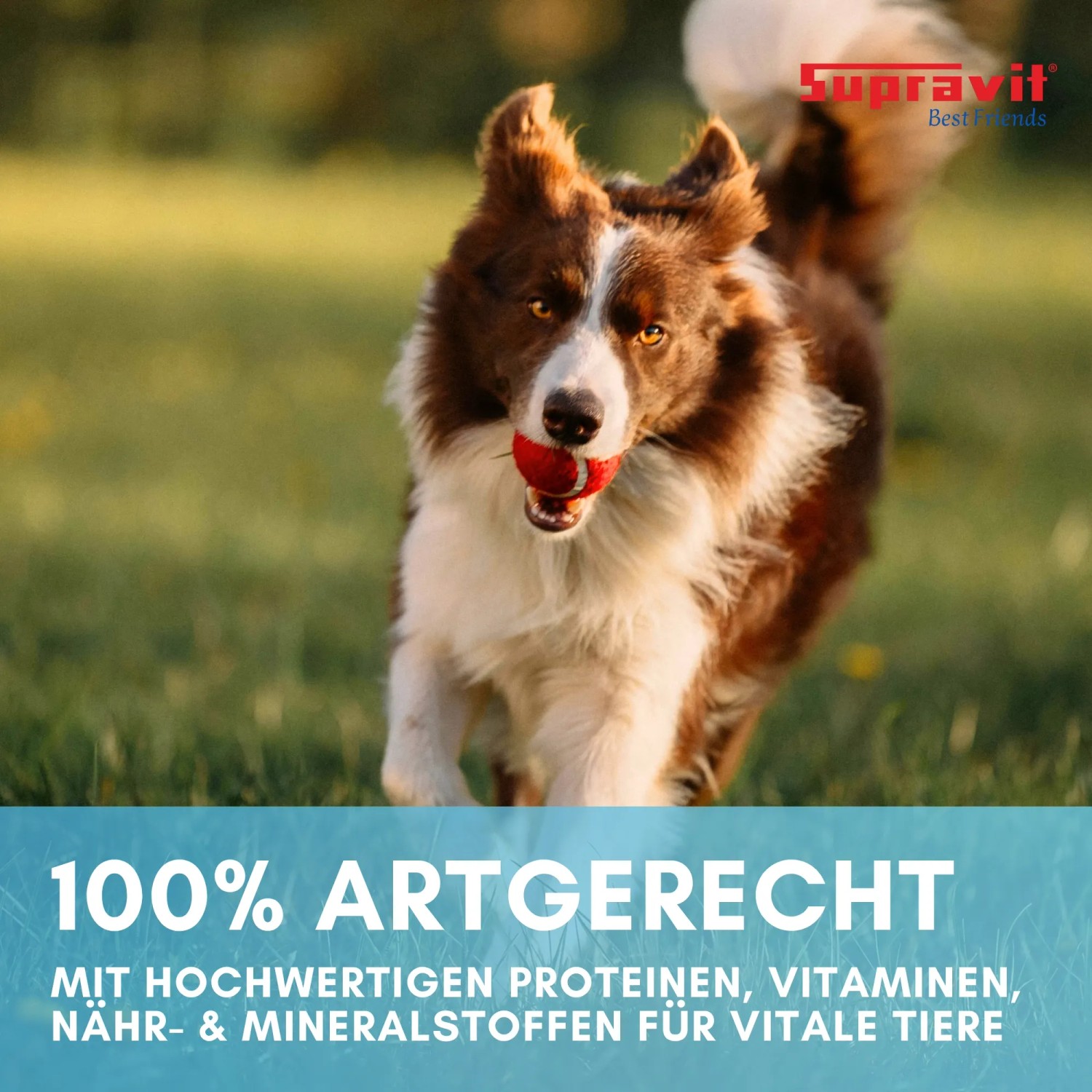Energischer Hund mit rotem Ball auf Wiese. Supravit Nassfutter mit Pferd für vitale Hunde, 100% artgerecht.