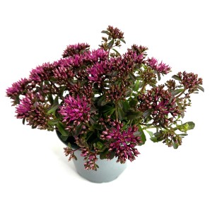 Sibirische Fetthenne Sedum Hybrid im Topf, ca. 30 cm hoch, mit pinkfarbenen Blüten.