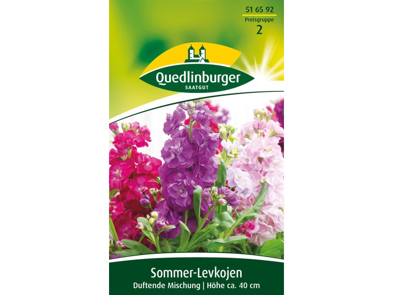 Quedlinburger SommerLevkojen ''duftende Mischung'' kaufen bei OBI