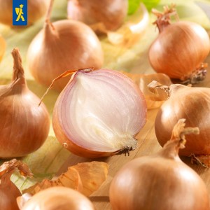 Kiepenkerl Rote Schalotten, Gr.7/14, 400 g