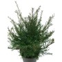 Eibe (Taxus baccata) im Topf, ca. 60-80 cm hoch, geeignet als Heckenpflanze.