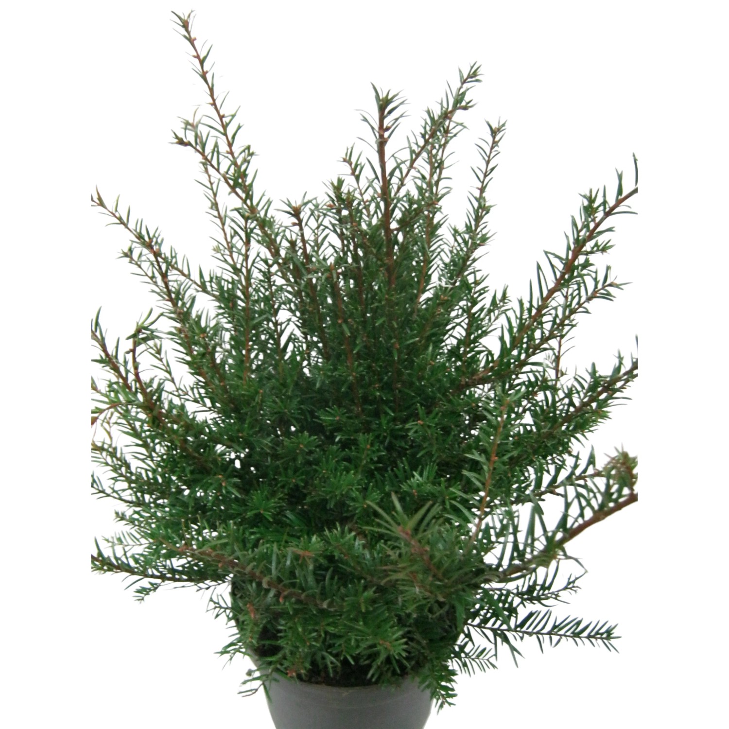 Eibe (Taxus baccata) im Topf, ca. 60-80 cm hoch, geeignet als Heckenpflanze.