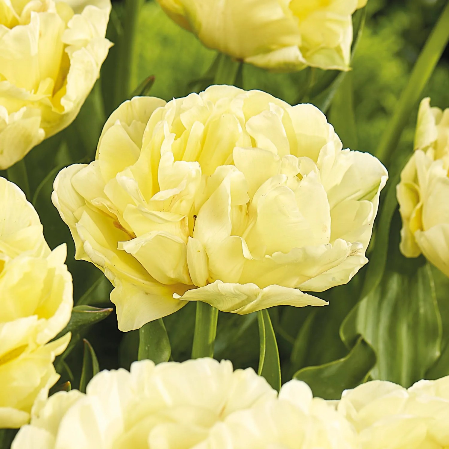 Nahaufnahme der gefüllten, gelben Blüte einer GROW by OBI Pfingstrosen-Tulpe Avant Garde.