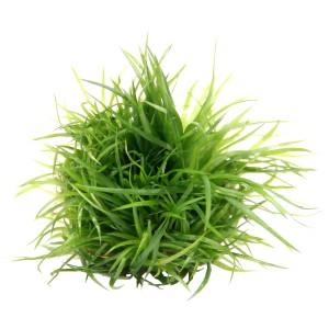 Dennerle Aquariumpflanze Eriocaulon Cinerum In-Vitro, grüne Vordergrundpflanze im Detail.