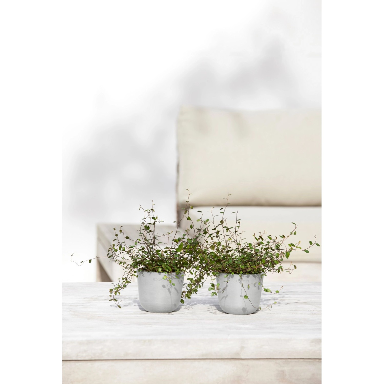 Zwei Ecopots Oslo Mini Pflanztöpfe in Weißgrau mit Pflanzen auf einem Tisch.