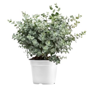 Eukalyptus Busch (Eucalyptus gunnii) im Topf, ca. 30-40 cm hoch, silberblaues Laub.