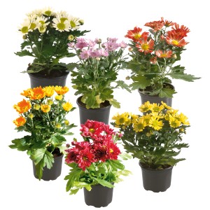 Verschiedenfarbige Chrysanthemen im Topf, Herbstblüher für Balkon und Garten.