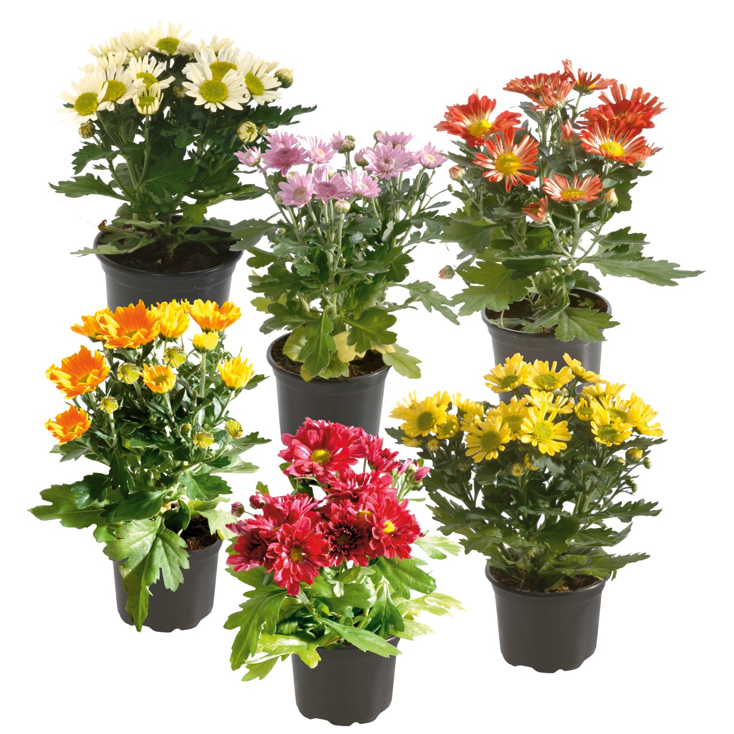 Chrysantheme 1-Trieber Topf- ca. 9 cm Chrysanthemum kaufen bei OBI