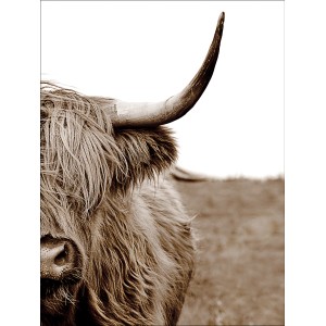 Leinwandbild: Schottisches Hochlandrind (Highland Cattle) in Braun, 77x57cm.