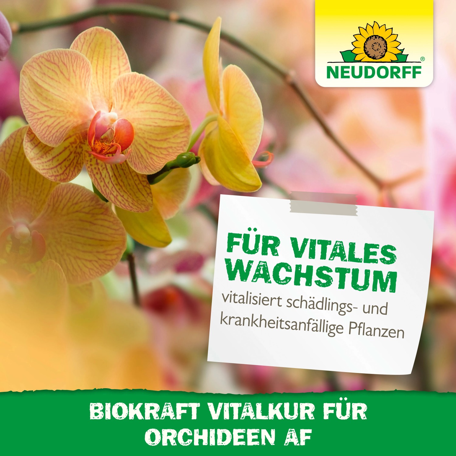 Neudorff BioKraft Vitalkur für Orchideen, Pflanzenstärkung für vitales Wachstum und Blütenbildung.