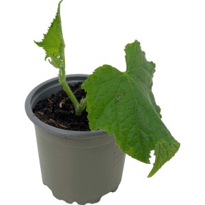 Junge Kastengurke (Cucumis sativus) im Topf, grüne Blätter. Ideal für den Anbau im Garten oder auf dem Balkon.