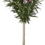Rosa Oleander Stamm im Topf, ca. 40-60 cm hoch. Kübelpflanze für Balkon und Terrasse.