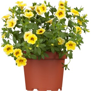 Zauberglöckchen Aloha Cona im Topf, gelbe Hängepflanze mit kleinen Blüten.