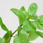 Dennerle Plants Aquariumpflanze Hygrophila Polysperma mit grünen Blättern.