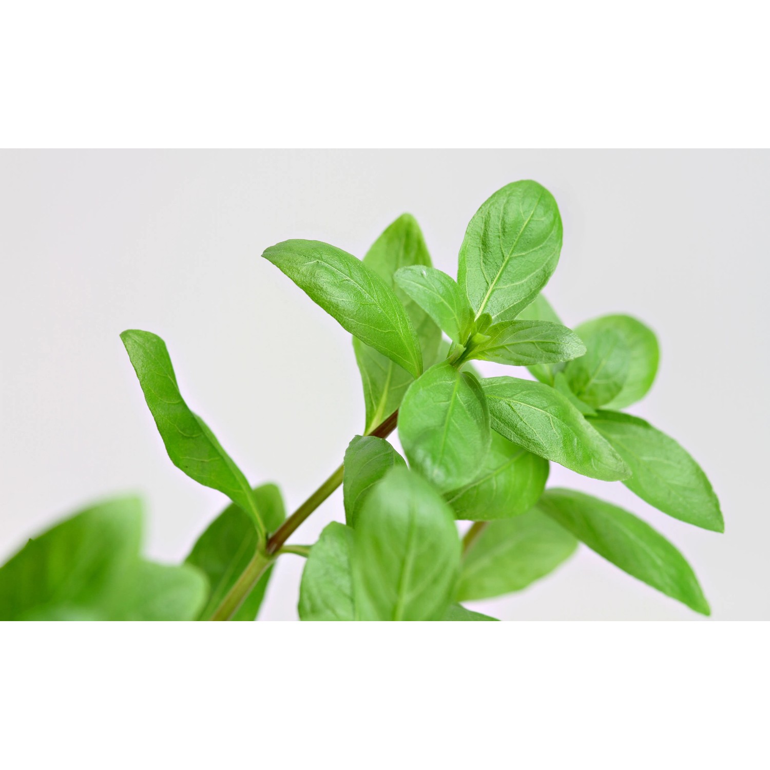 Dennerle Plants Aquariumpflanze Hygrophila Polysperma mit grünen Blättern.
