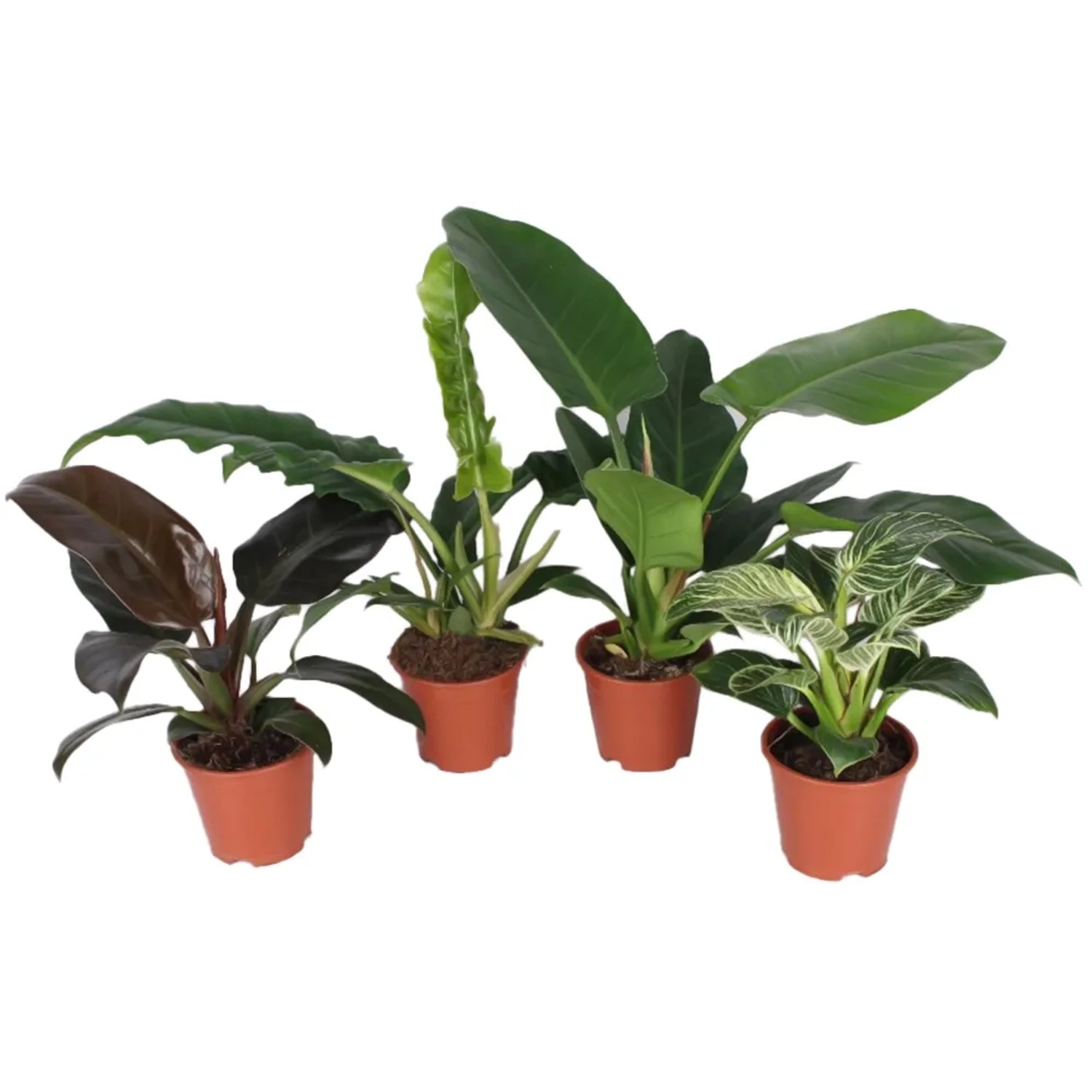 Baumfreund in Sorten Hhe ca. 40-50 cm Topf- ca. 14 cm Philodendron kaufen  bei OBI