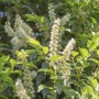 Blühender Kirschlorbeer 'Angustifolià' mit weißen Blütenständen und grünen Blättern.