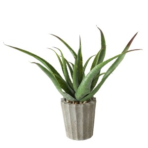 Aloe Vera kaufen bei OBI