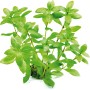 Dennerle Aquariumpflanze Hygrophila Polysperma mit grünen Blättern für ein gesundes Aquarium.