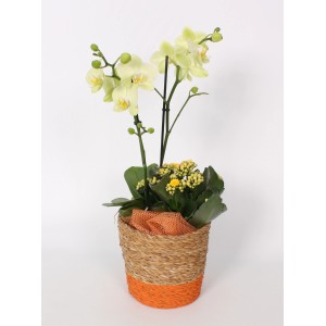 Gelbes Orchideen-Arrangement mit Kalanchoe im Korb-Gefäß, Topf-Ø ca. 17 cm.
