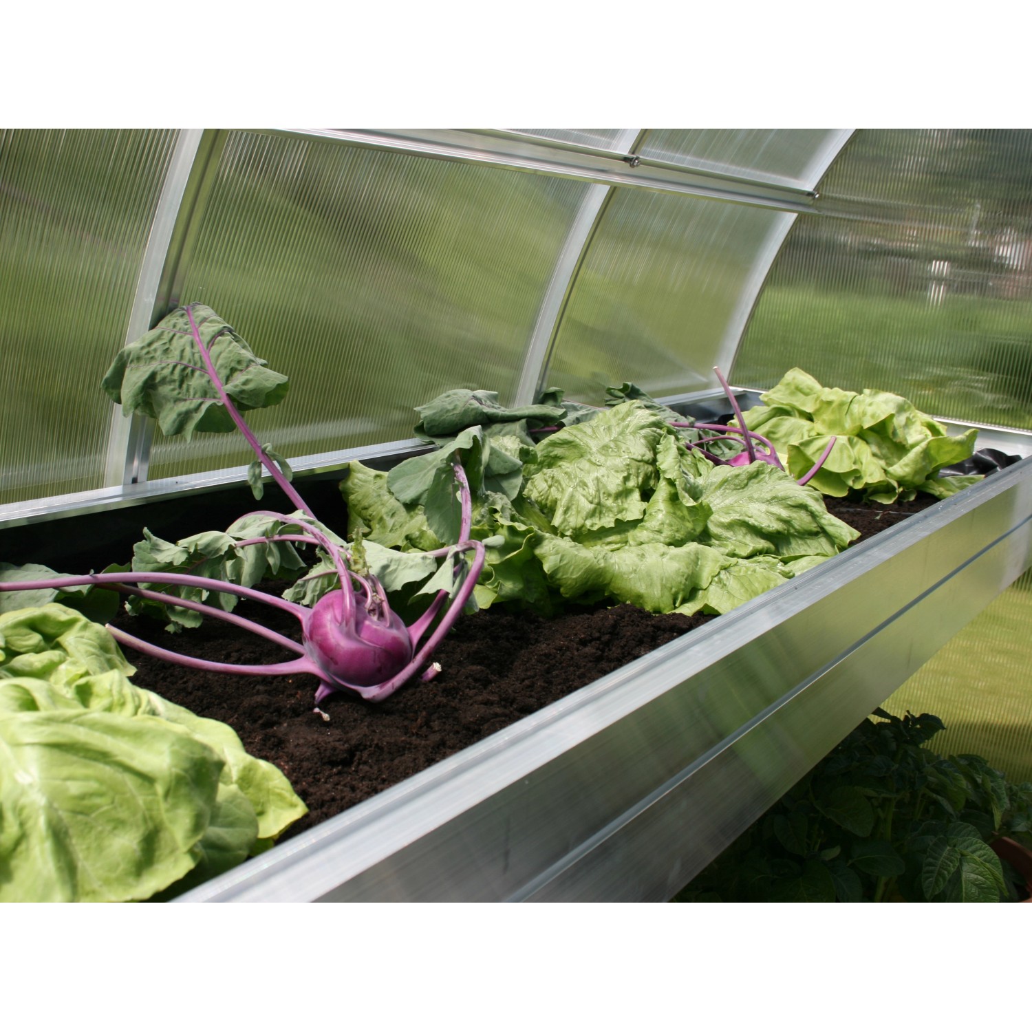 KGT Pflanzwanne Rhodo III aus Alu, bepflanzt mit Salat und Kohlrabi im Gewächshaus.