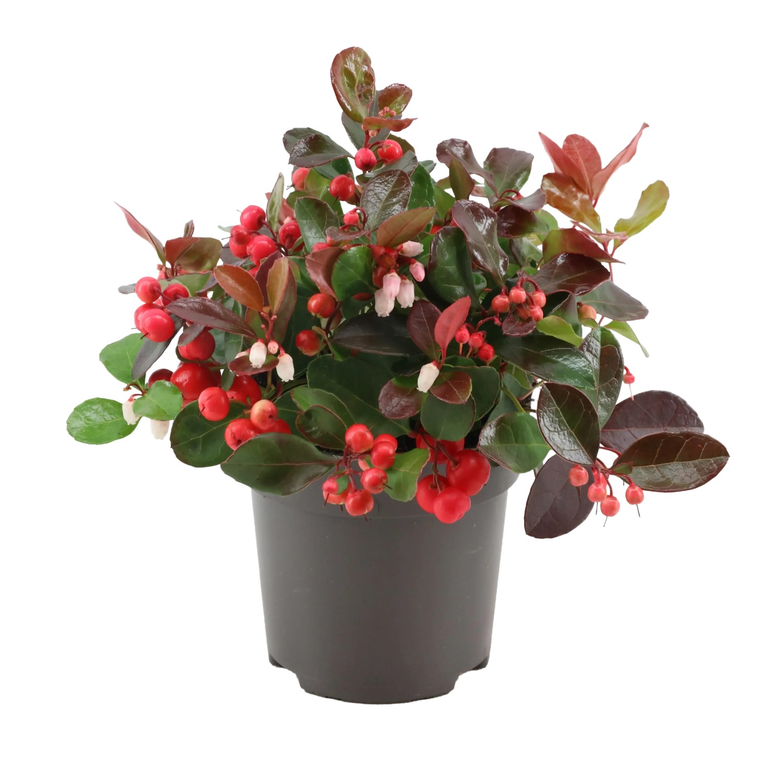 Scheinbeere (Gaultheria) kaufen bei OBI
