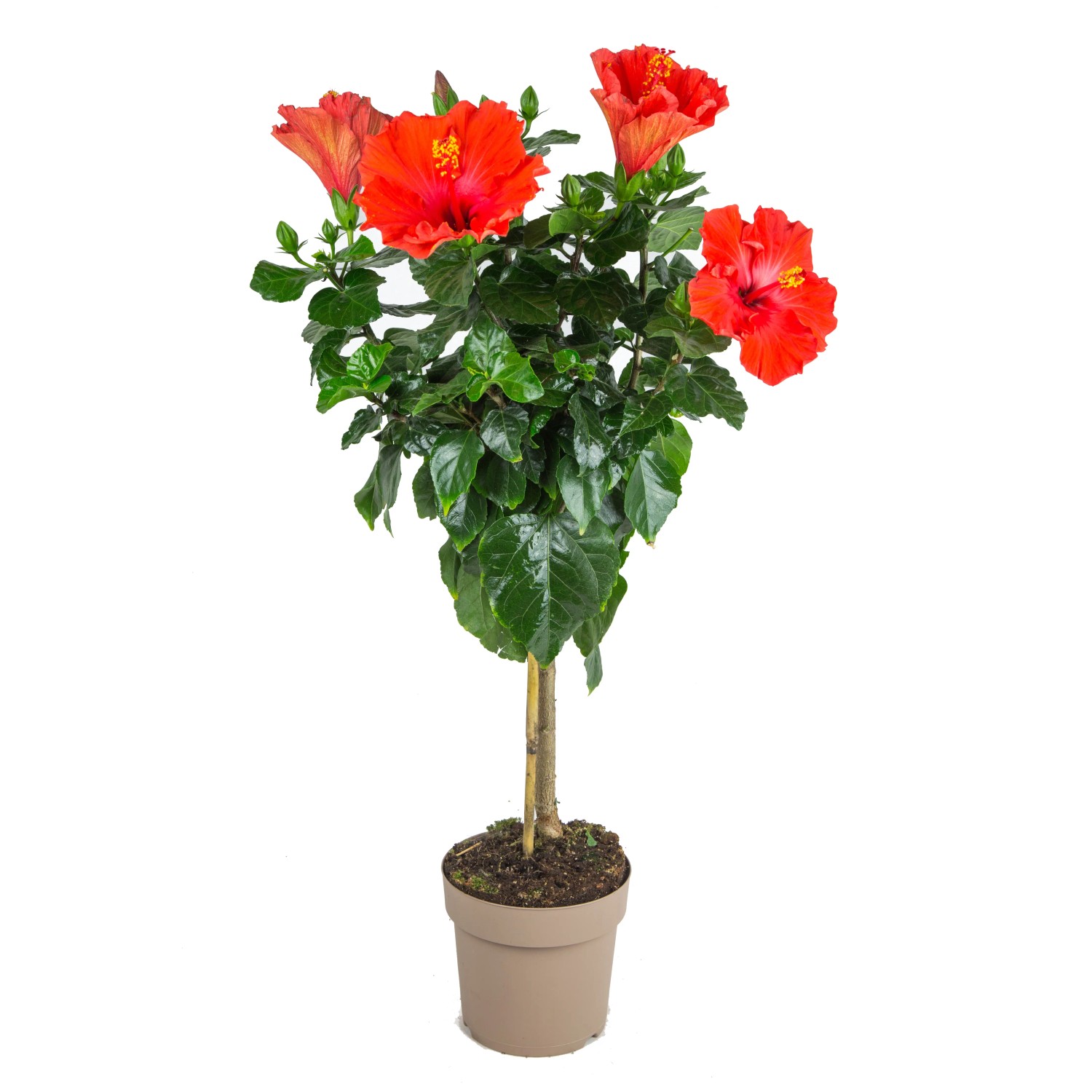 GROW by OBI Hibiskus Orange Hhe ca. 70 cm Hibiscus rosa-sinensis kaufen  bei OBI