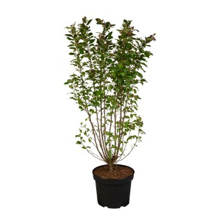 Glanz-Zwergmispel im Topf, ca. 40-60 cm hoch. Cotoneaster lucidus mit grünen Blättern.