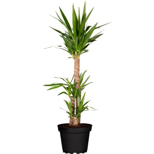GROW by OBI Palmlilie (Yucca elephantipes) im schwarzen Topf, ca. 25 cm Ø.